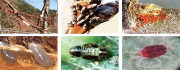▲(왼쪽부터)갈색날개매미충, 꼬마배나무이, 사과응애의 월동 모습(위)과 성충(아래)의 모습.