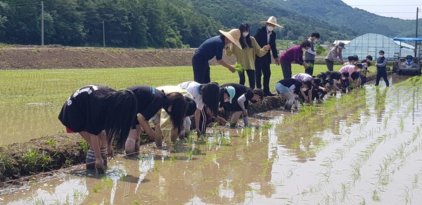 복흥초등학교 학생들이 친환경농법 모내기 체험을 하고 있다.